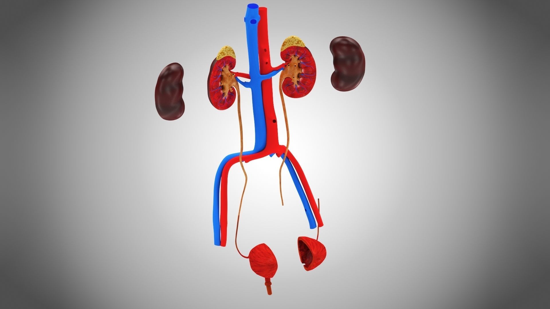 Urinary system 3D model_6