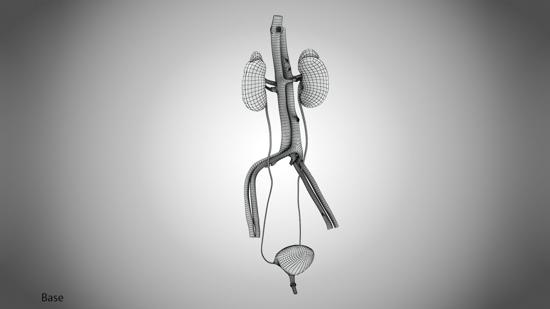 Urinary system 3D model_14