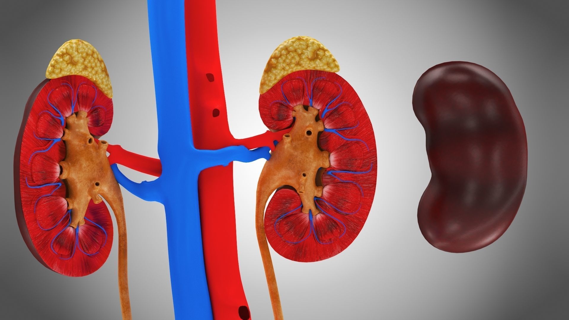Urinary system 3D model_7