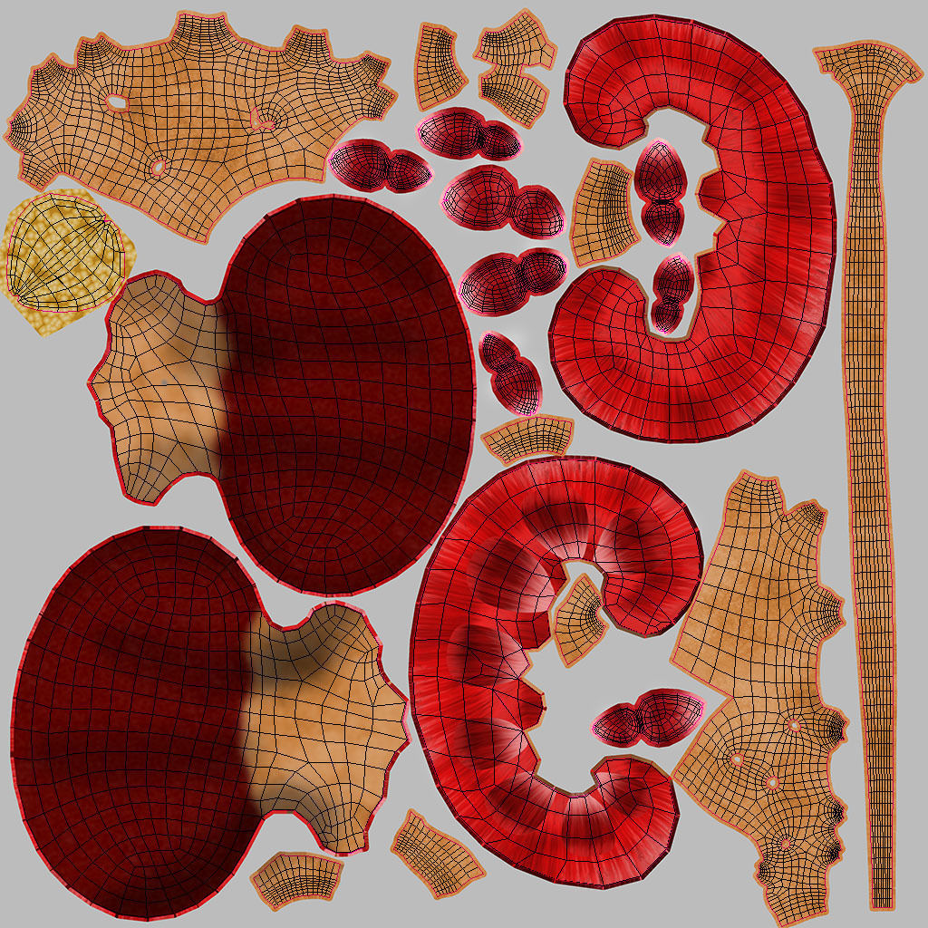 Urinary system 3D model_12
