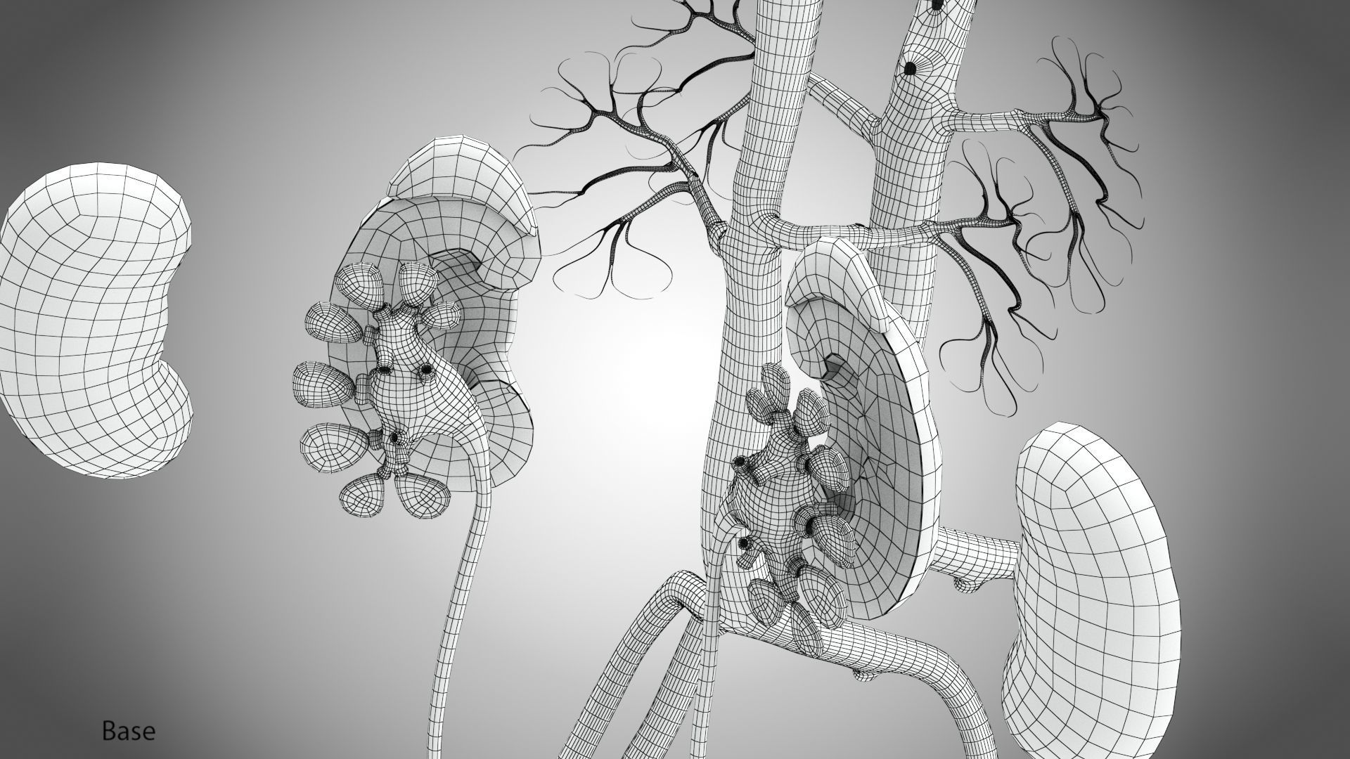 Urinary system 3D model_18