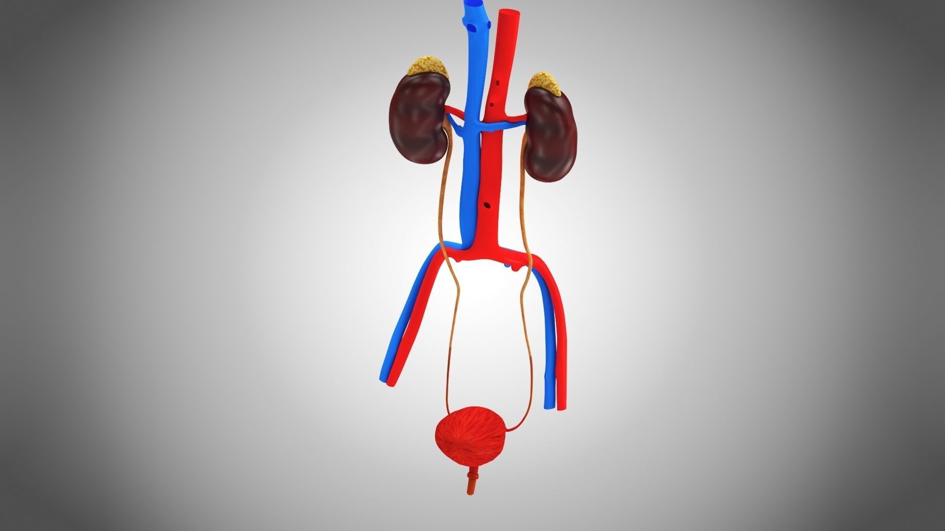 Urinary system 3D model_5