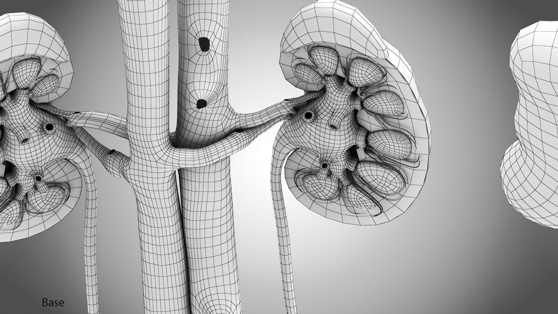 Urinary system 3D model_20