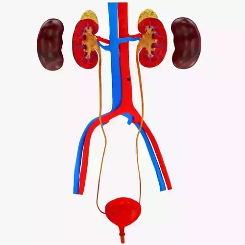 Urinary system 3D model