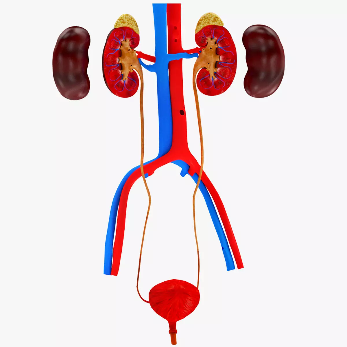 Urinary system 3D model_0