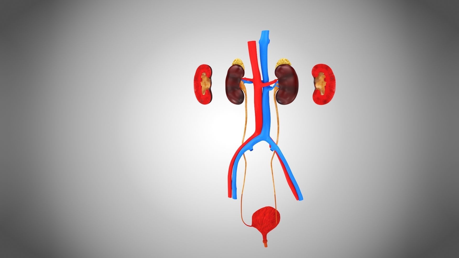 Urinary system 3D model_8