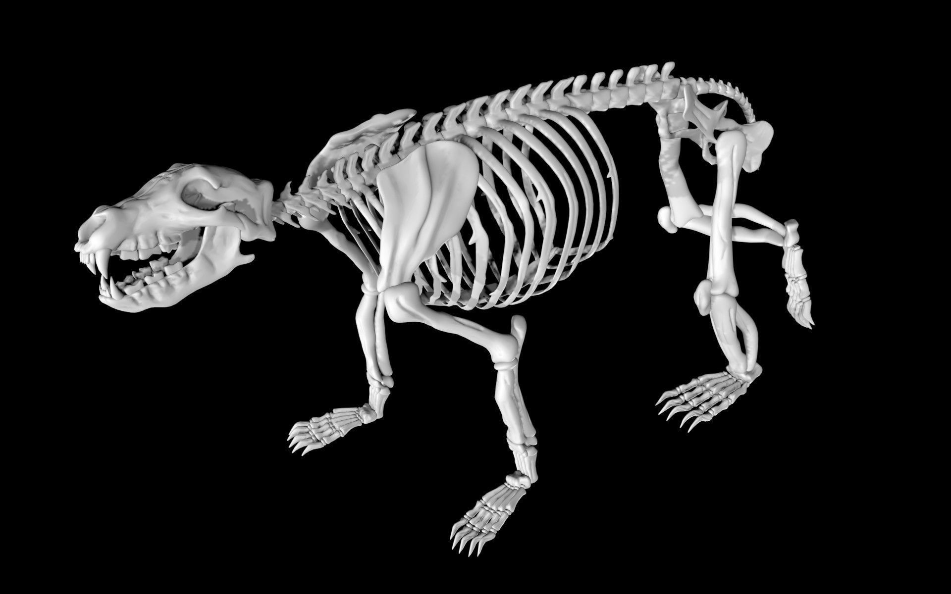 Bear Skeleton Low-poly 3D model_1