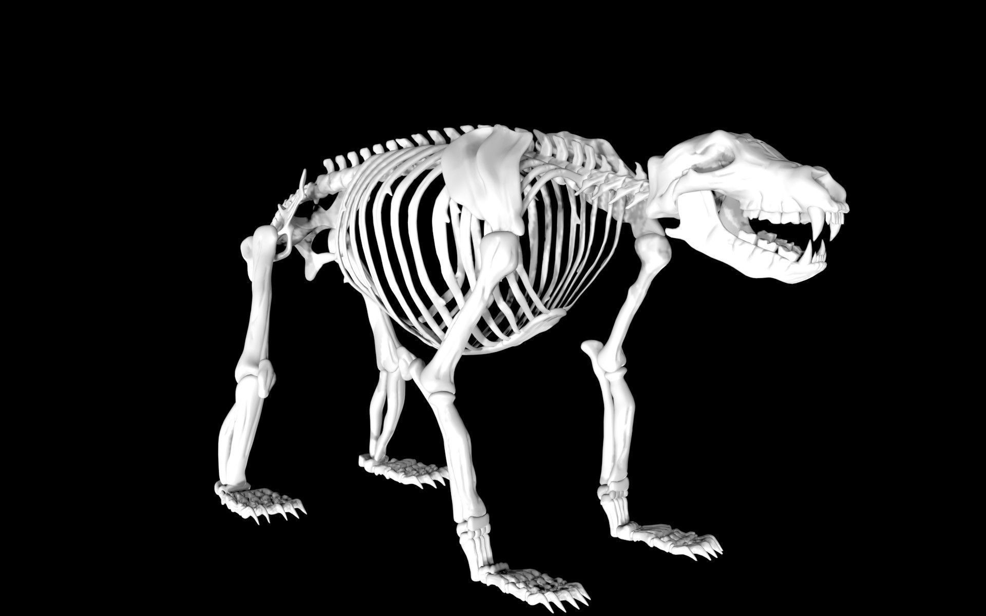 Bear Skeleton Low-poly 3D model_5