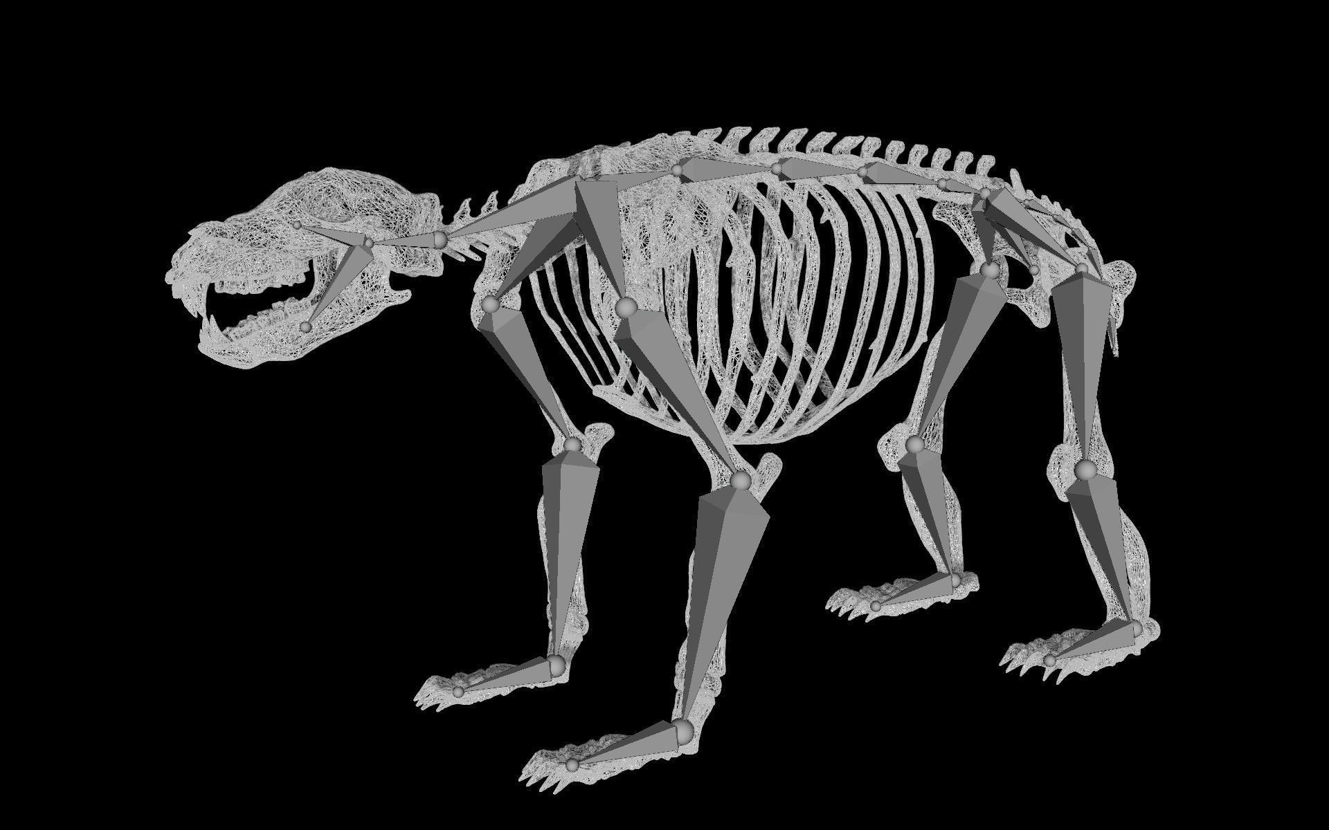 Bear Skeleton Low-poly 3D model_7