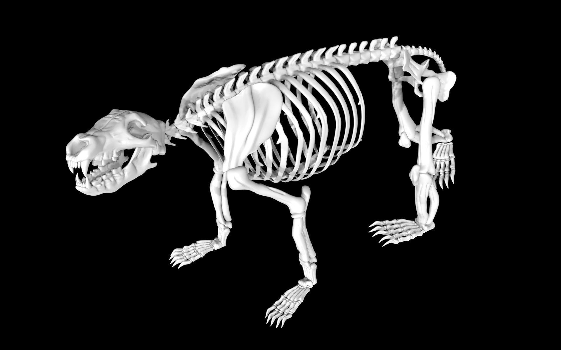 Bear Skeleton Low-poly 3D model_3