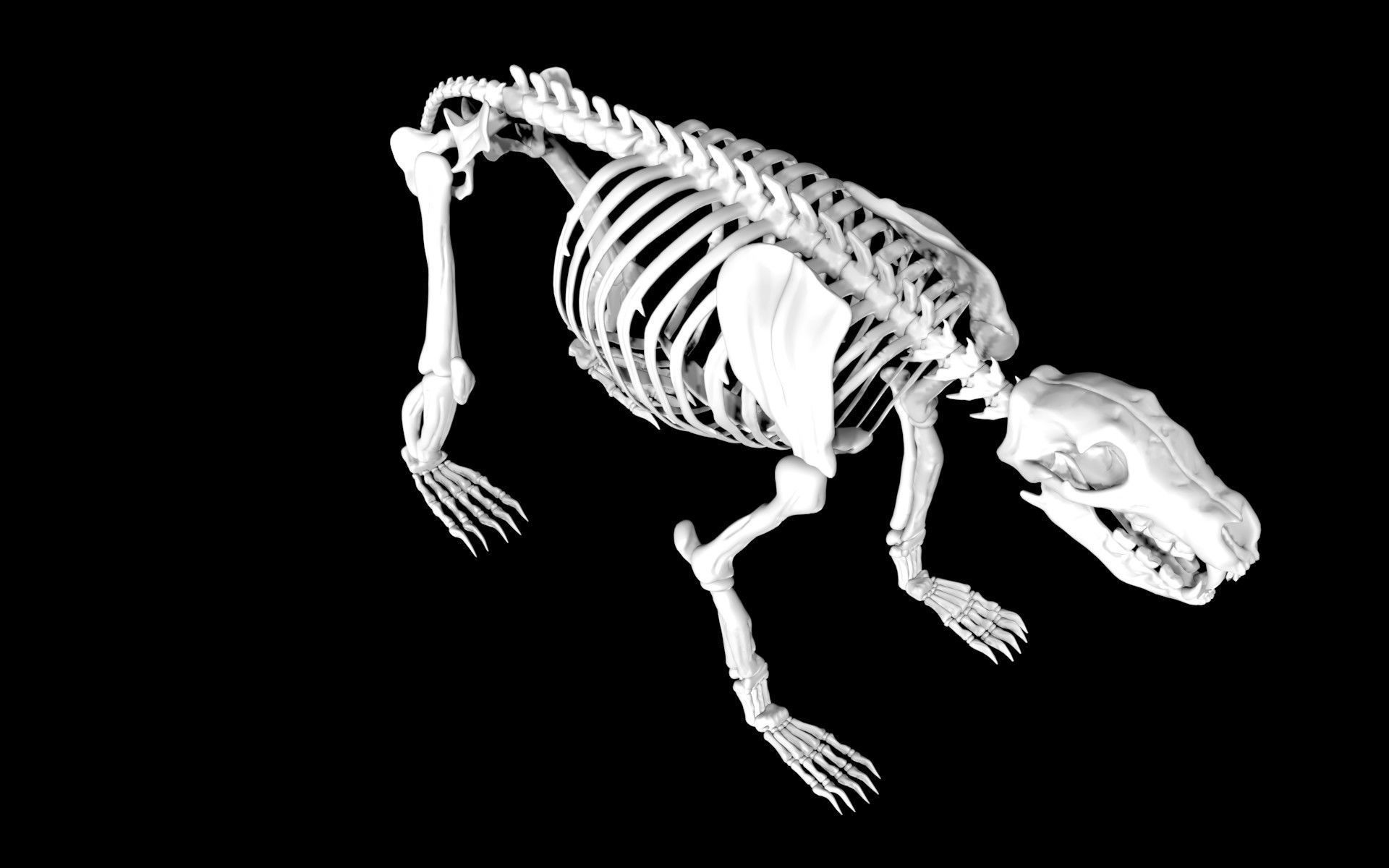 Bear Skeleton Low-poly 3D model_6