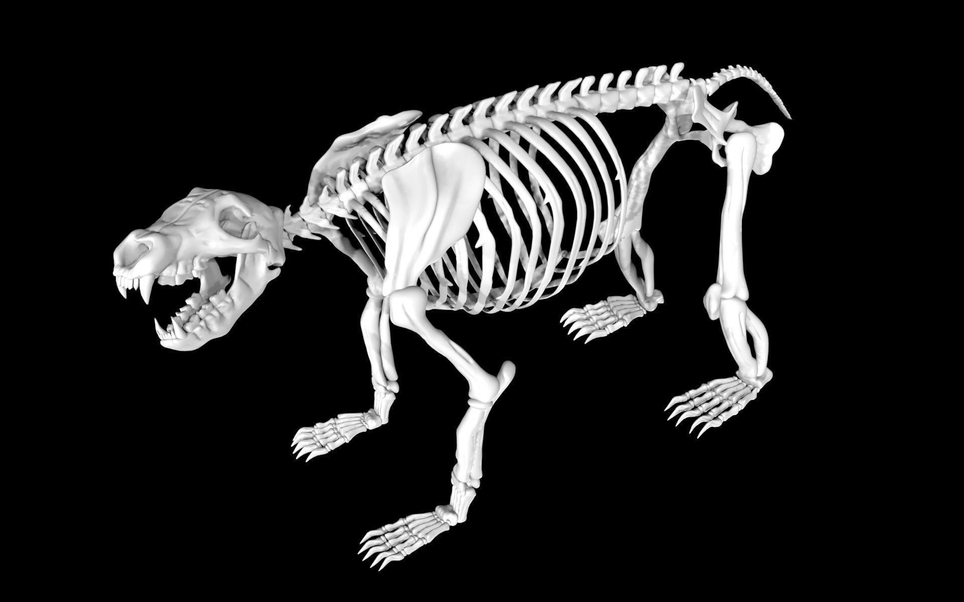 Bear Skeleton Low-poly 3D model_4