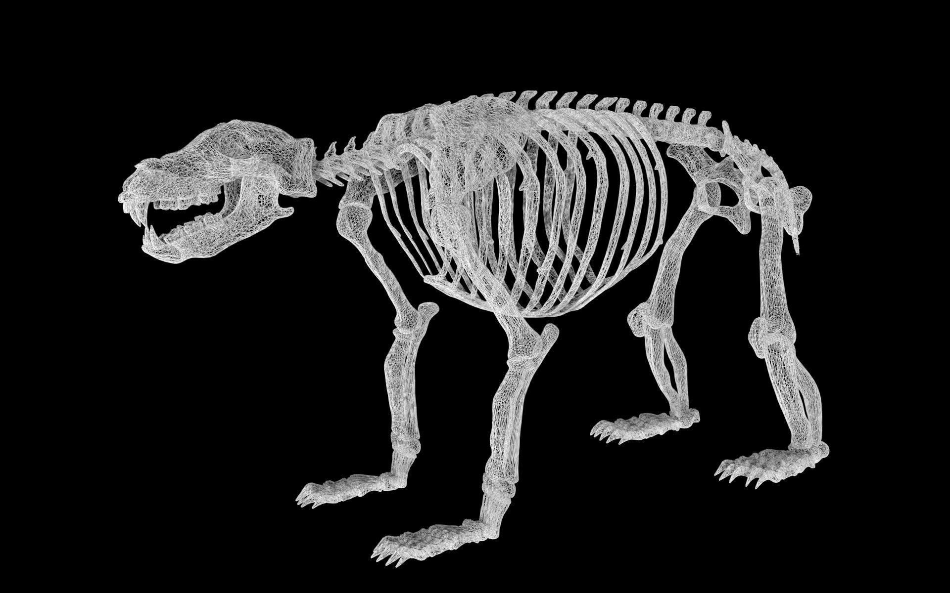 Bear Skeleton Low-poly 3D model_8