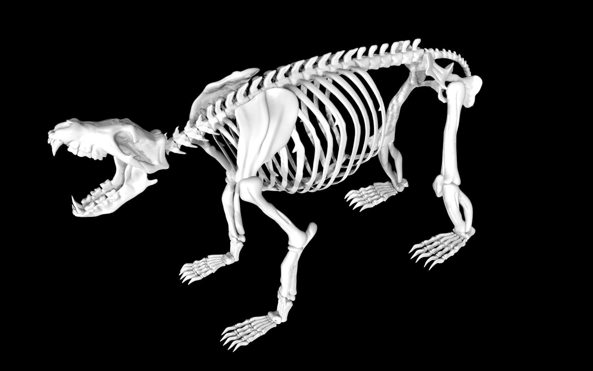 Bear Skeleton Low-poly 3D model_2