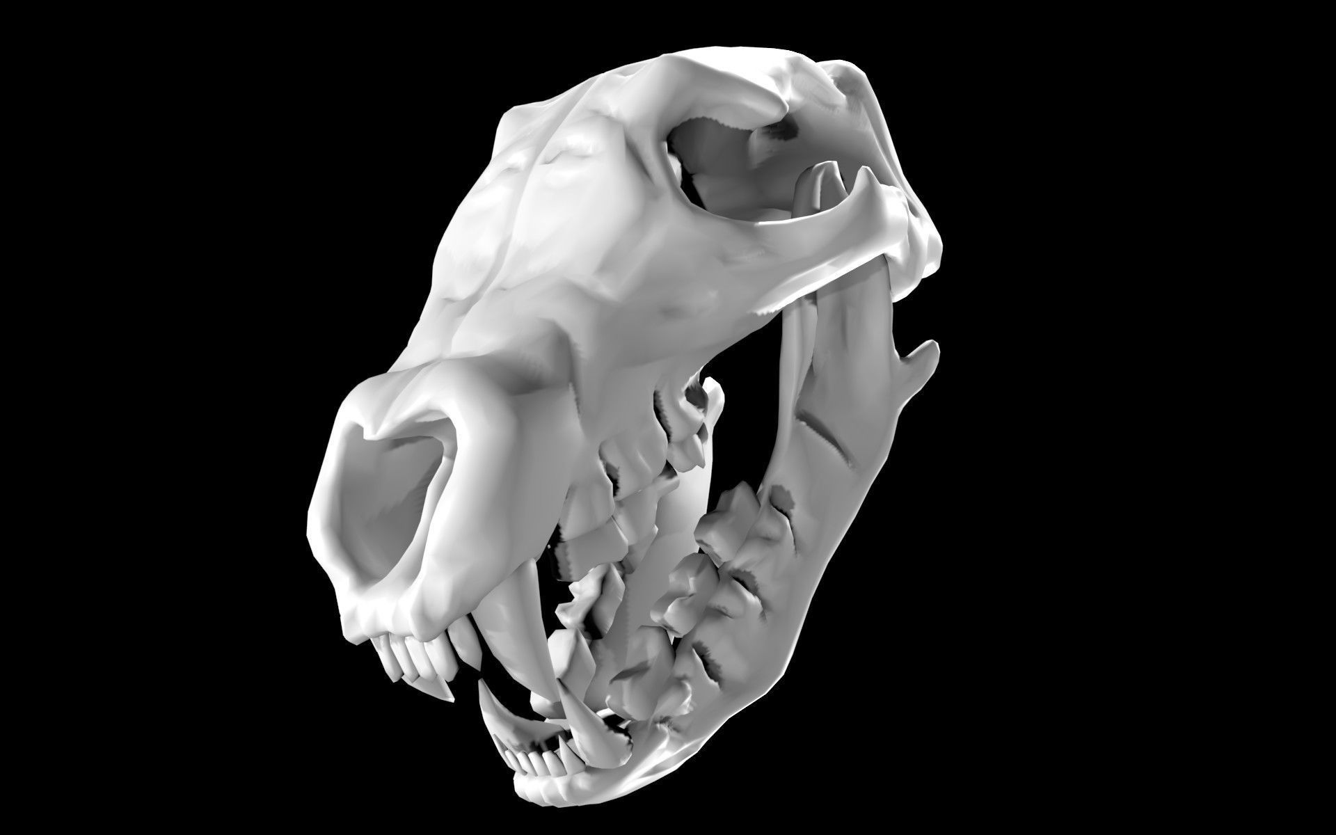 Bear Skull Low-poly 3D model_5