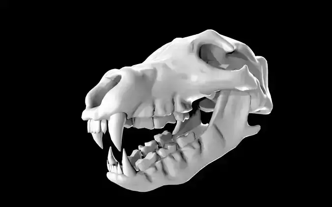 Bear Skull