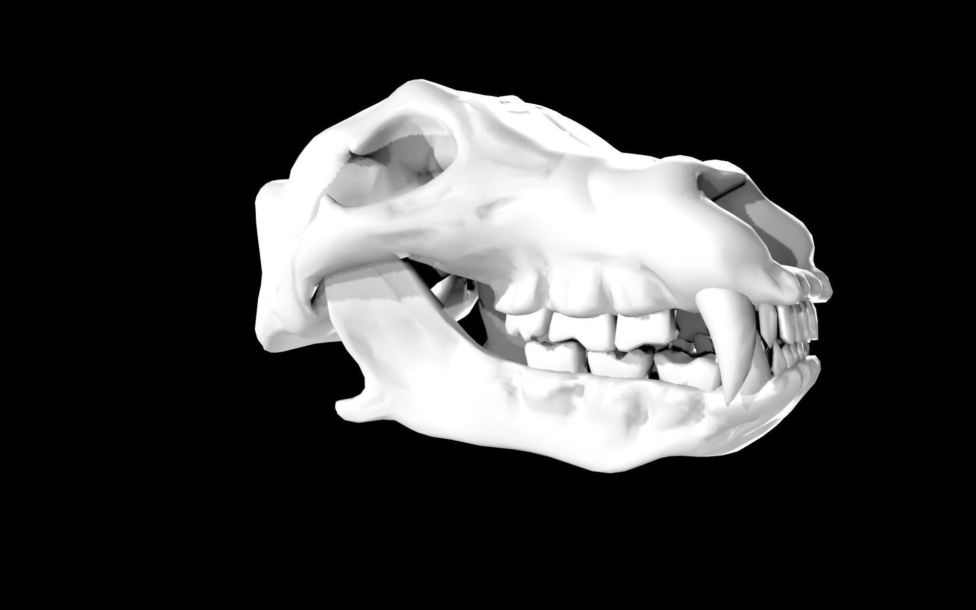 Bear Skull Low-poly 3D model_7