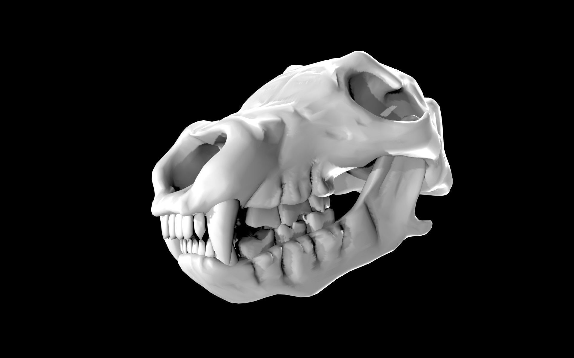 Bear Skull Low-poly 3D model_1