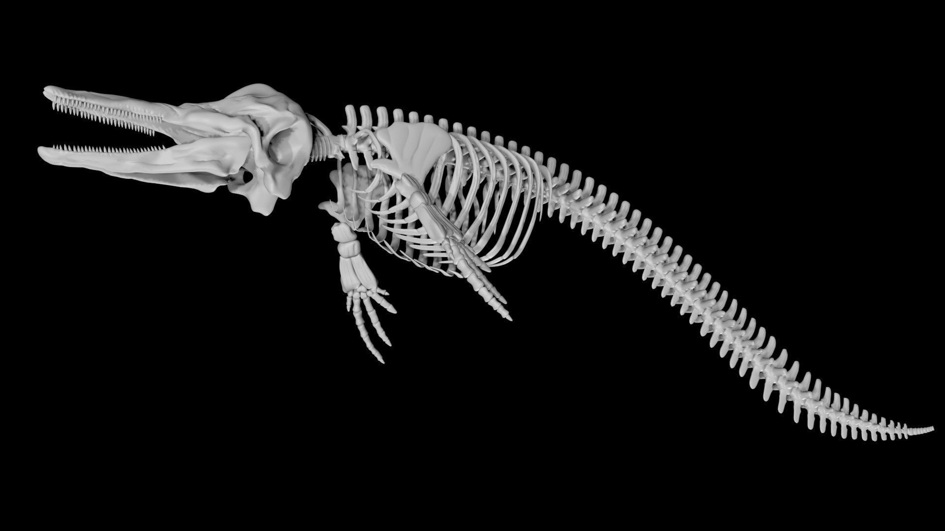 Dolphin skeleton Low-poly 3D model_8
