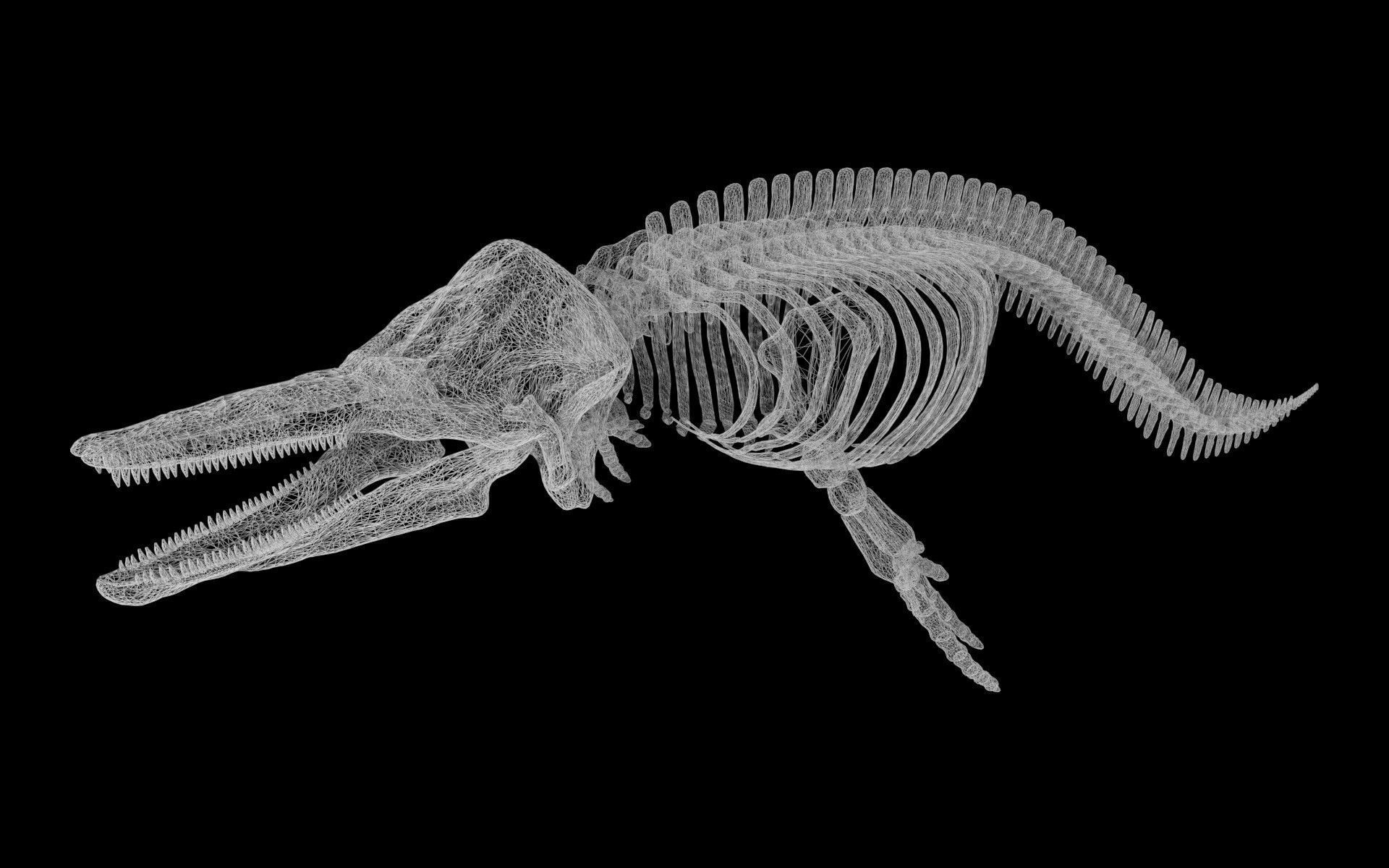 Dolphin skeleton Low-poly 3D model_10