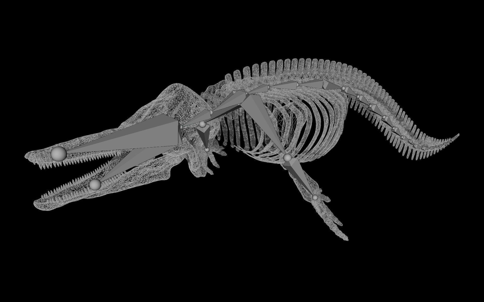 Dolphin skeleton Low-poly 3D model_9