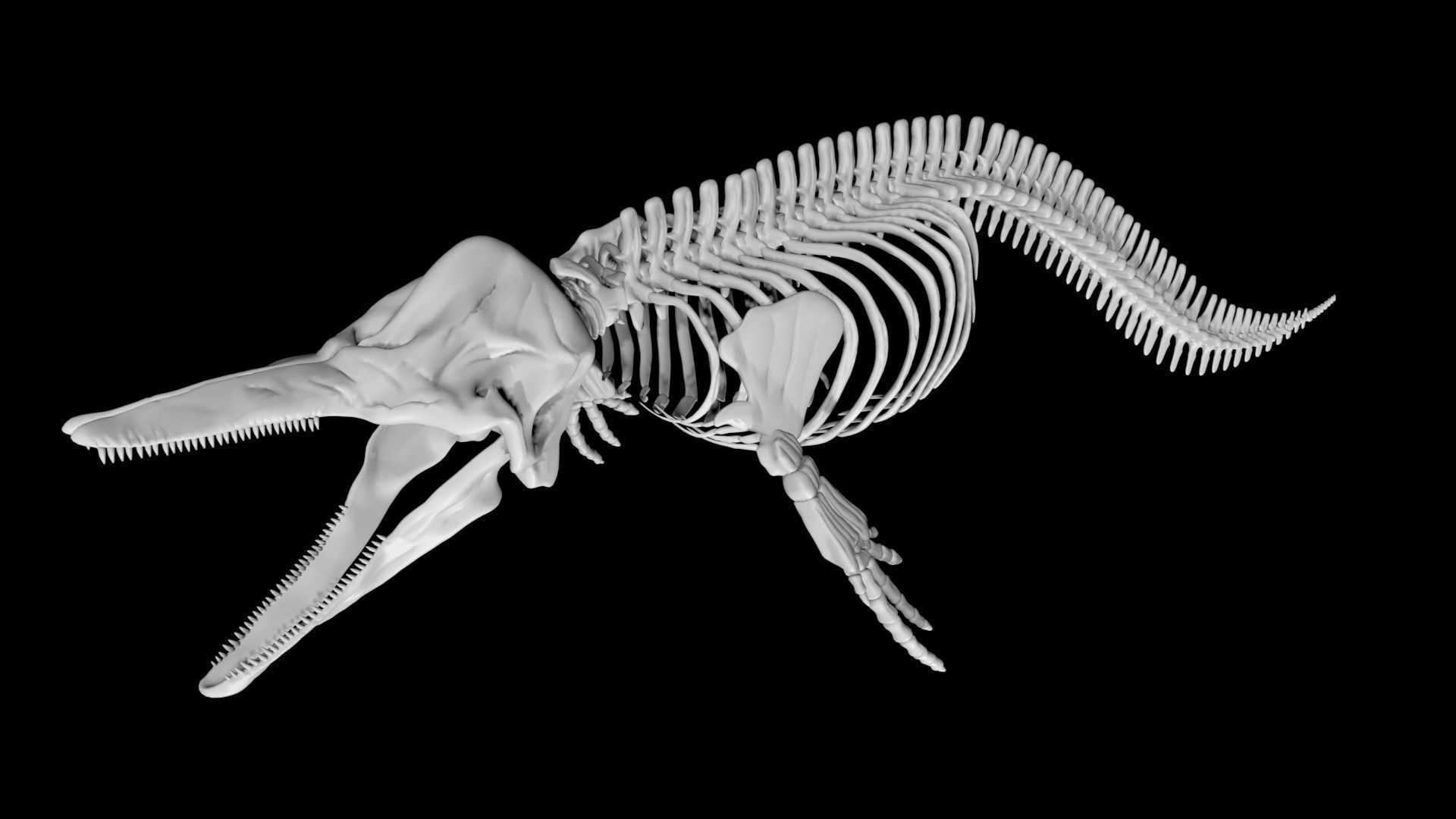 Dolphin skeleton Low-poly 3D model_4