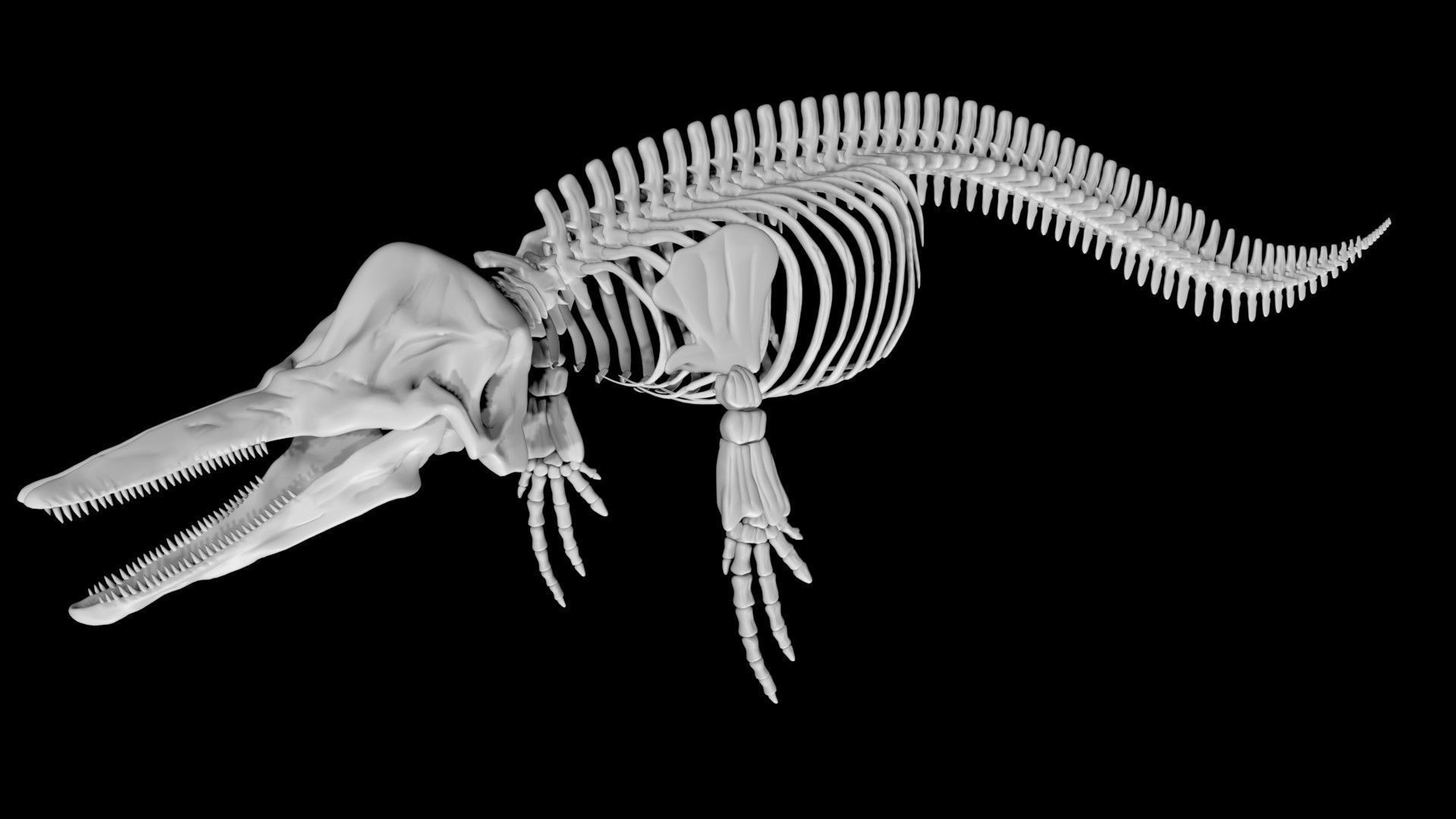 Dolphin skeleton Low-poly 3D model_1