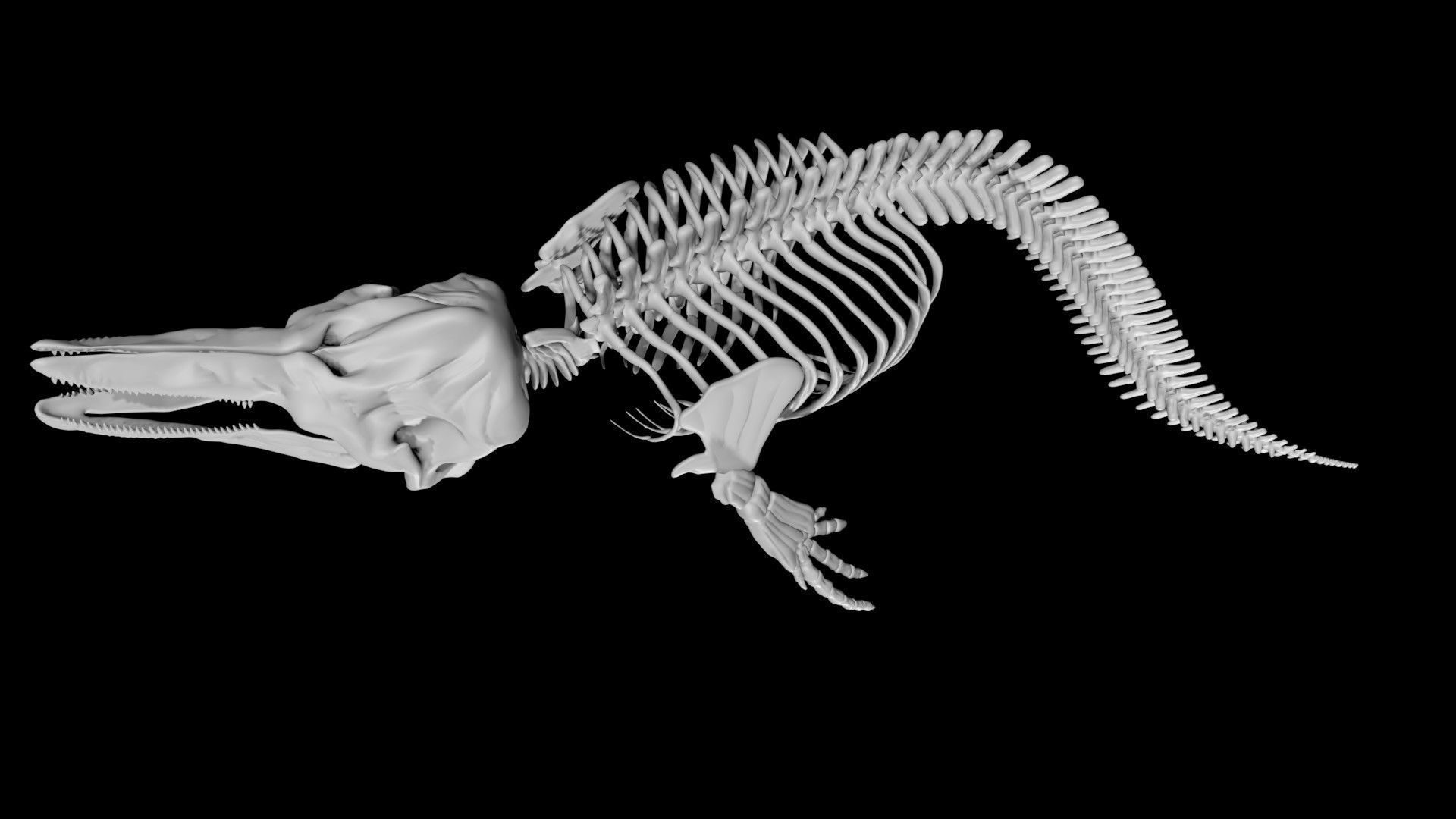 Dolphin skeleton Low-poly 3D model_7