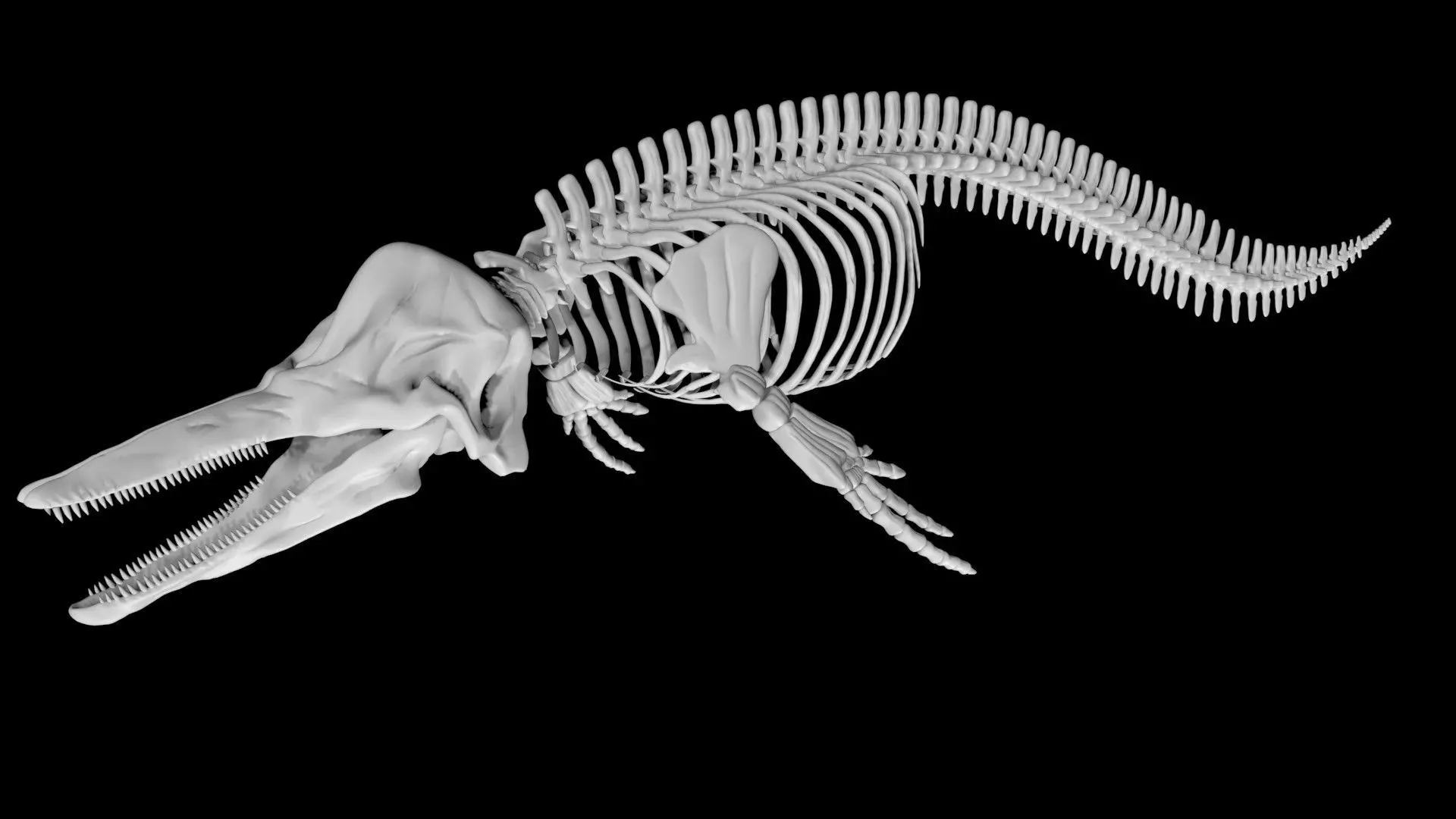 Dolphin skeleton Low-poly 3D model_0