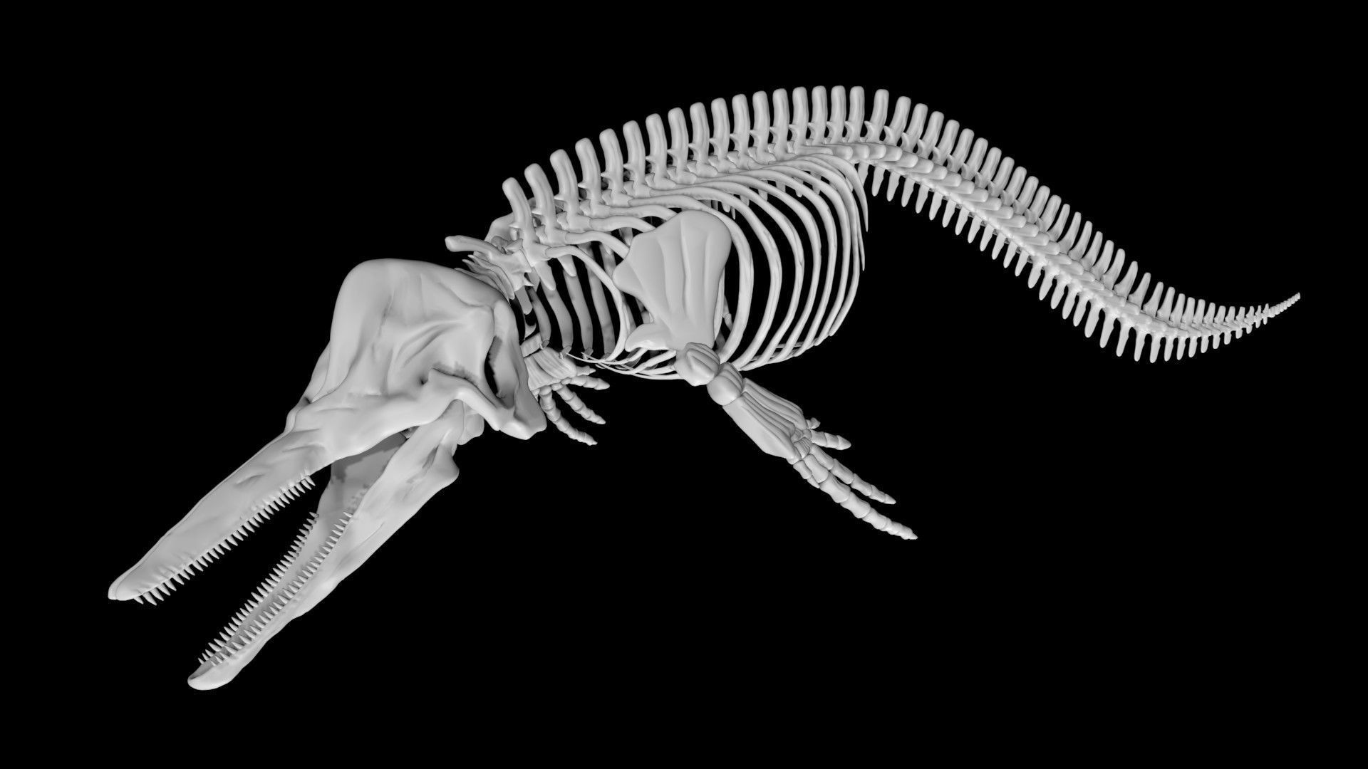 Dolphin skeleton Low-poly 3D model_2