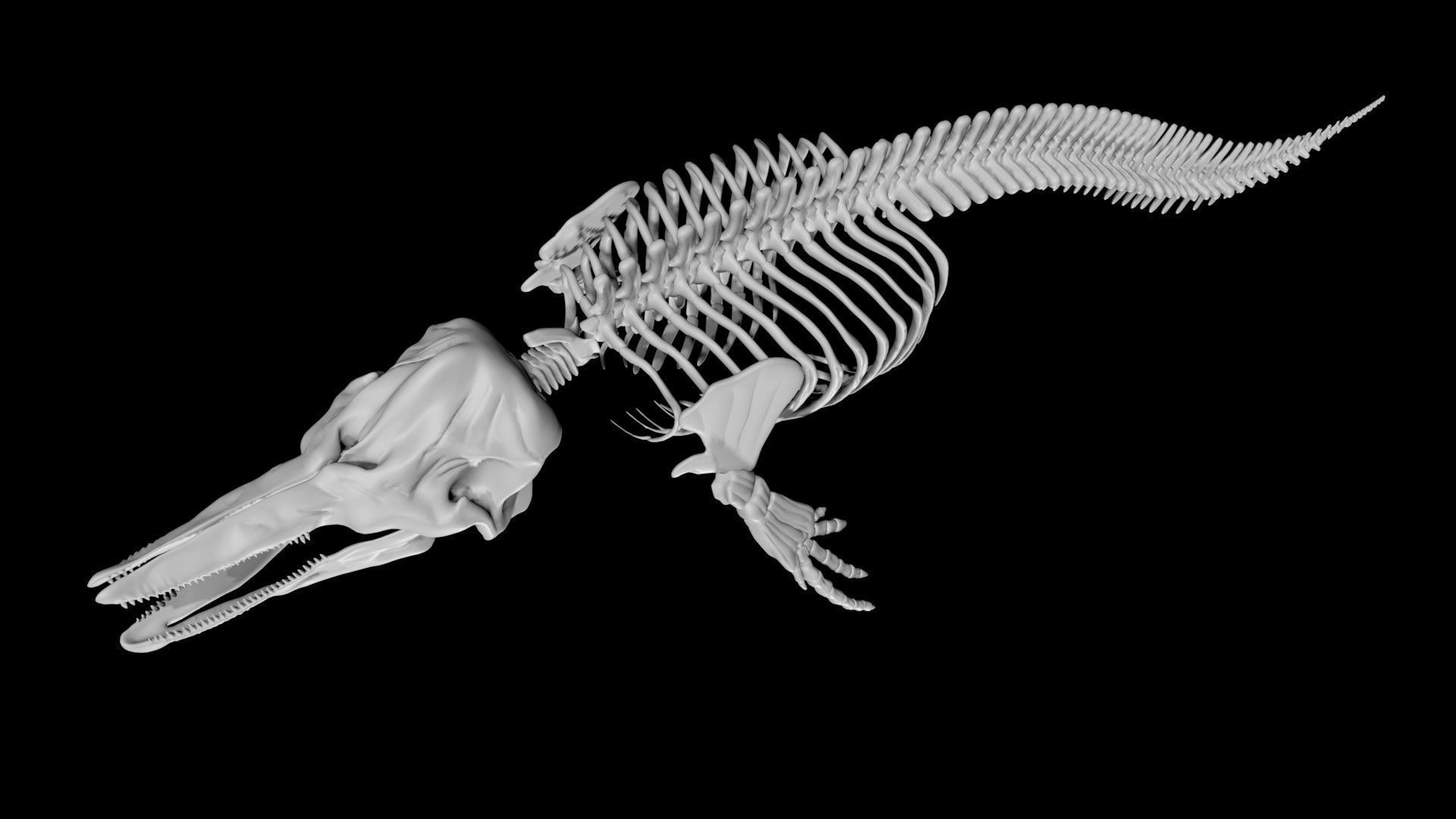 Dolphin skeleton Low-poly 3D model_6
