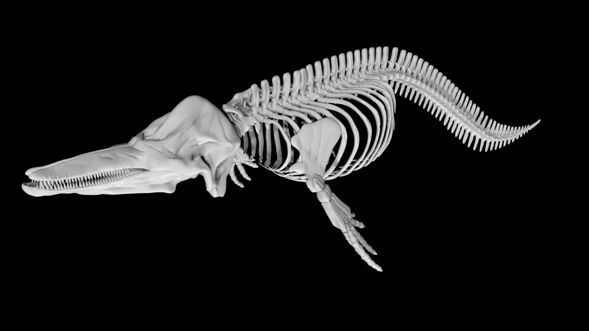 Dolphin skeleton Low-poly 3D model_5