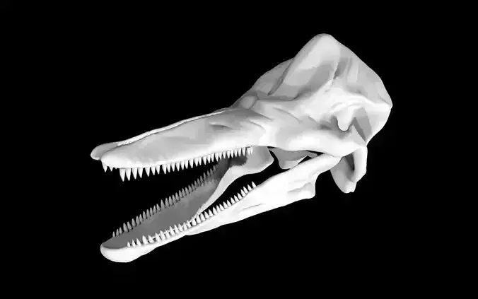 Dolphin skull
