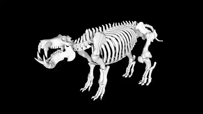 Hippo skeleton Low-poly 3D model