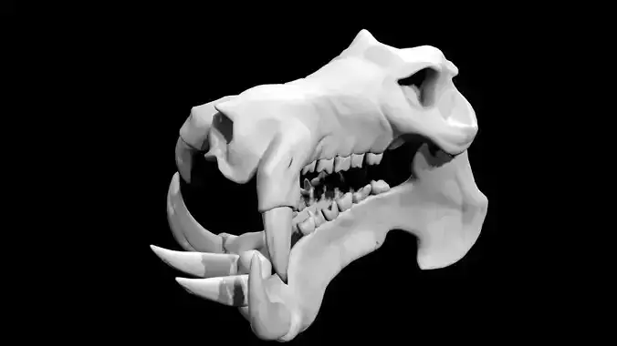 Hippo Skull
