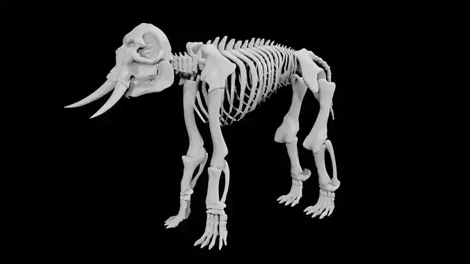 Elephant skeleton Low-poly 3D model