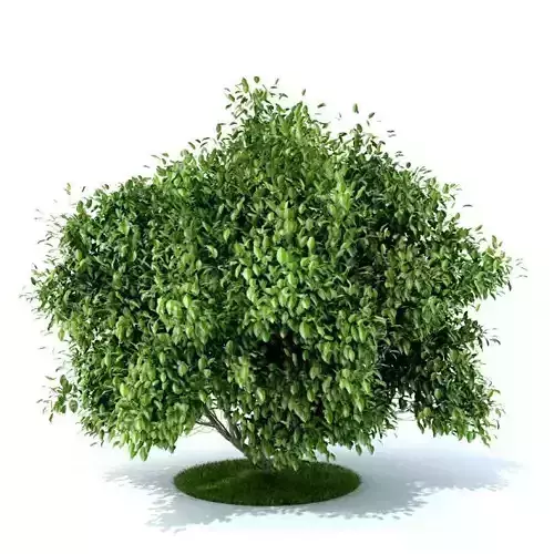 Garden Plant 28 Am105