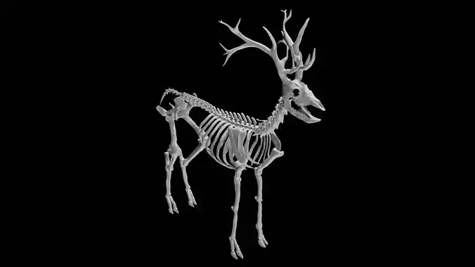 Deer Skeleton Low-poly 3D model