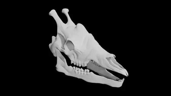 Giraffe Skull