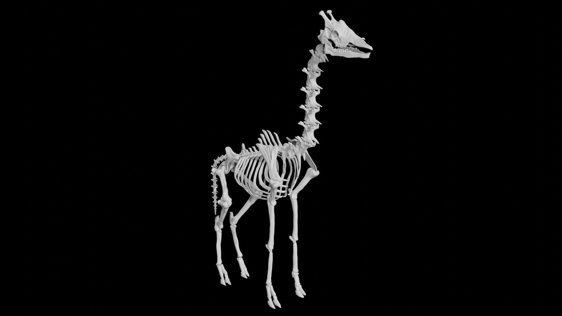 Giraffe Skeleton Low-poly 3D model_2