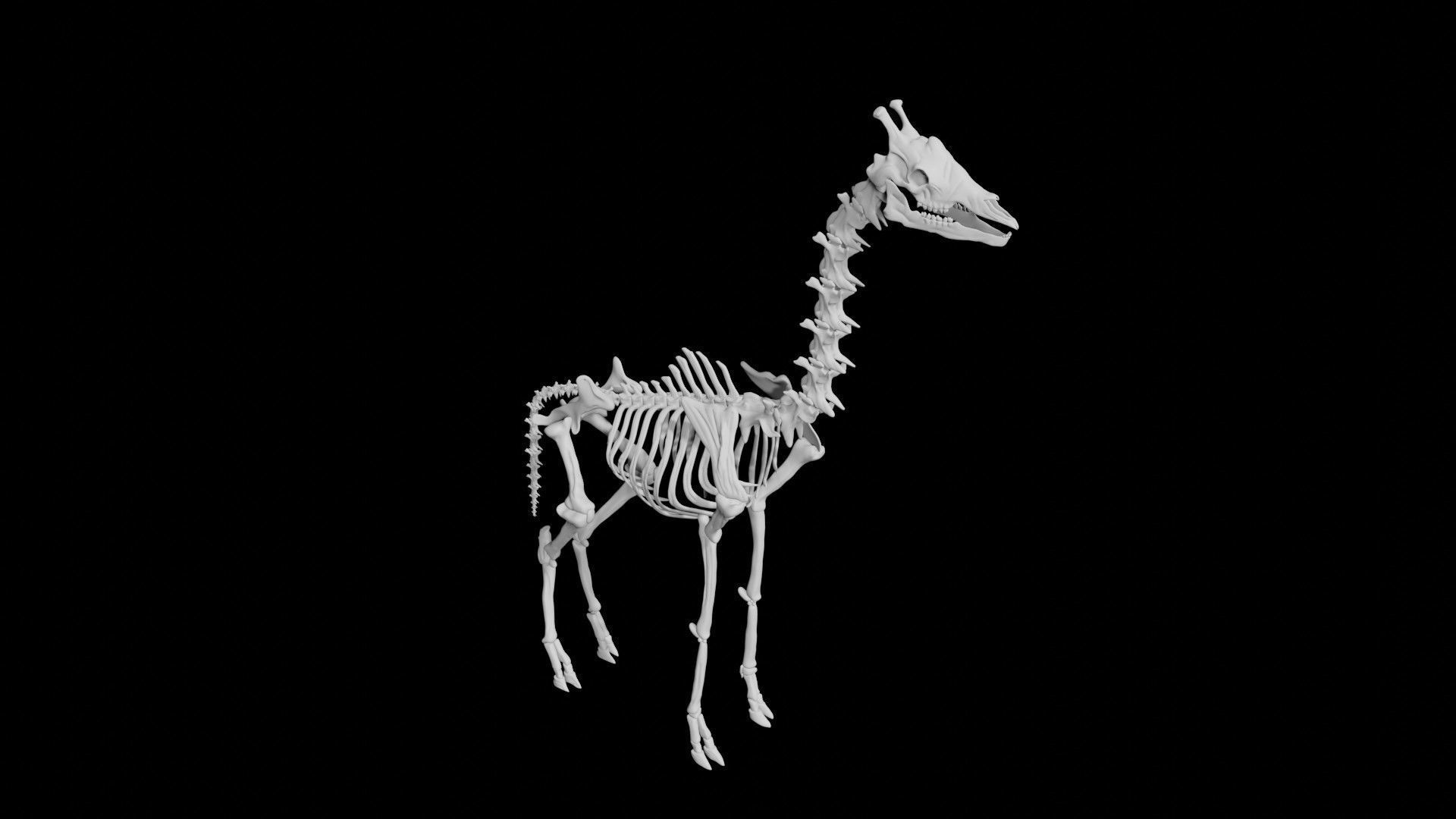 Giraffe Skeleton Low-poly 3D model_5
