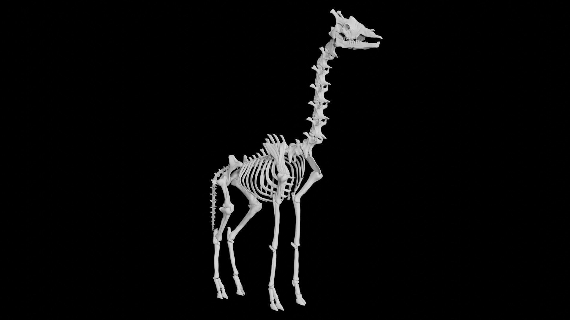 Giraffe Skeleton Low-poly 3D model_4