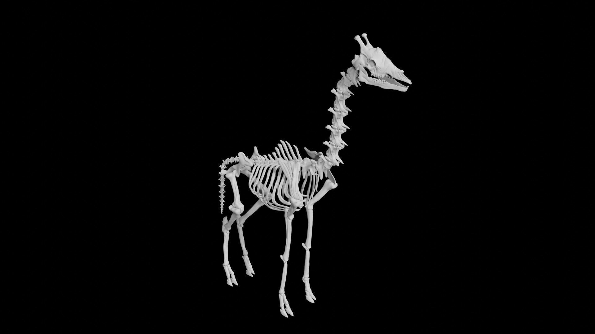 Giraffe Skeleton Low-poly 3D model_8