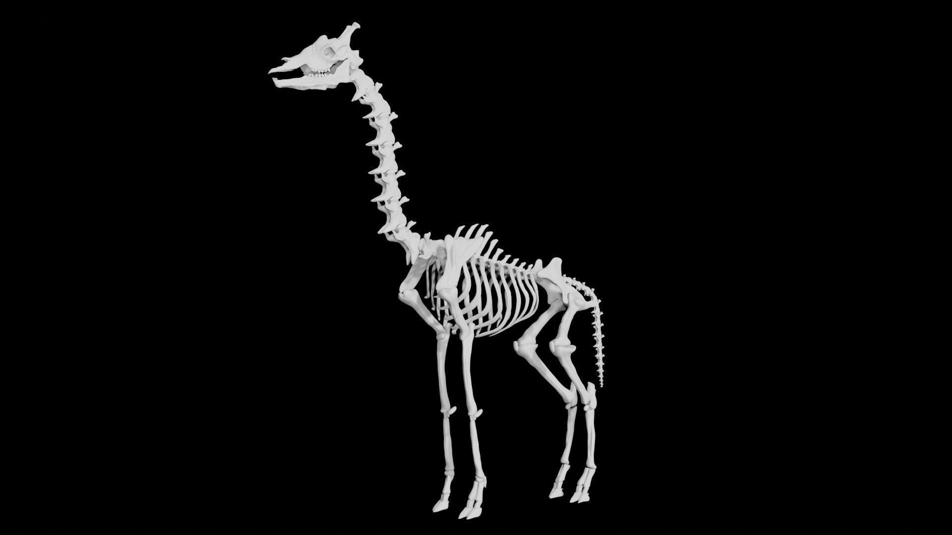 Giraffe Skeleton Low-poly 3D model_7