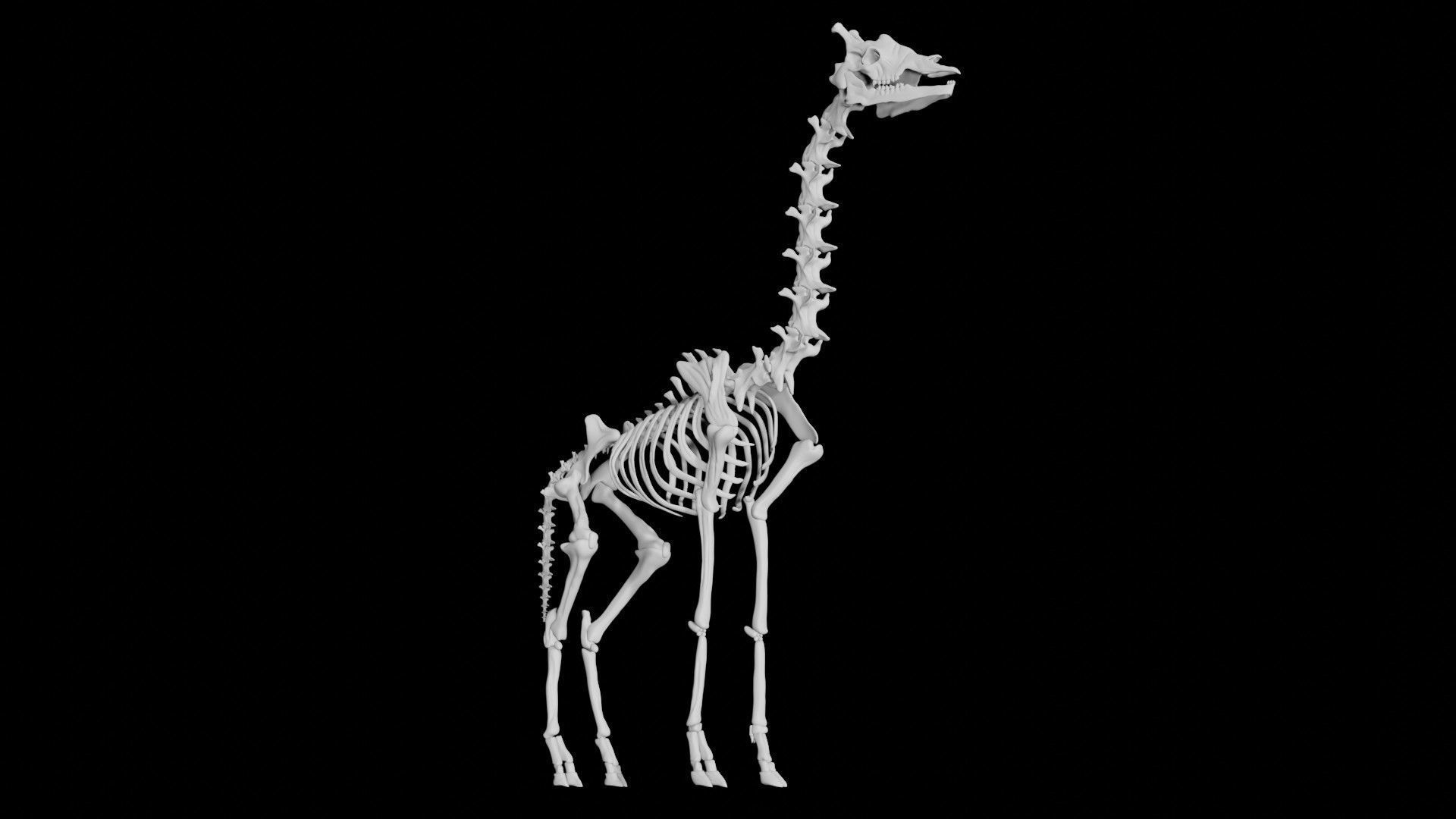 Giraffe Skeleton Low-poly 3D model_9