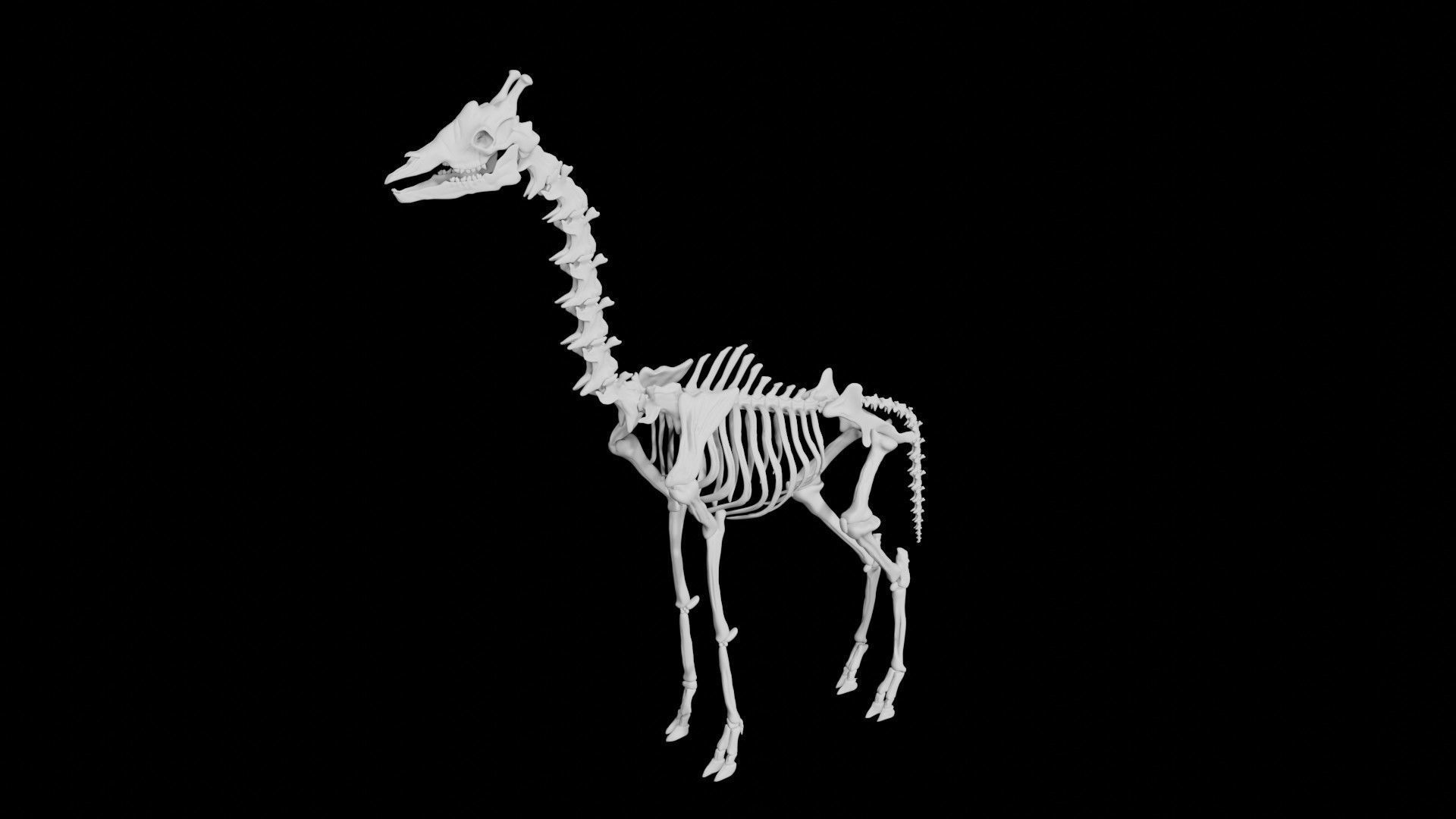 Giraffe Skeleton Low-poly 3D model_6