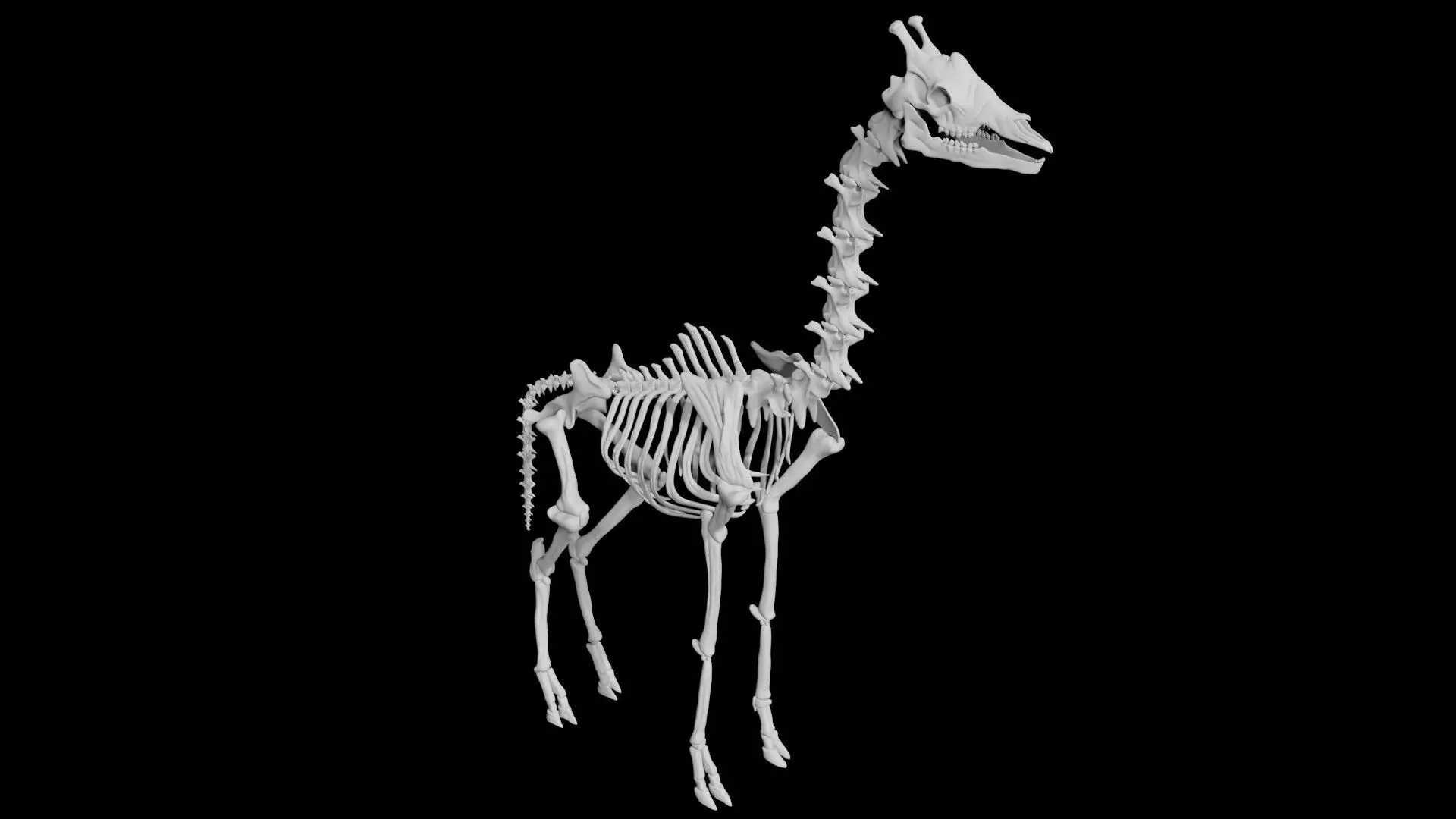 Giraffe Skeleton Low-poly 3D model_0