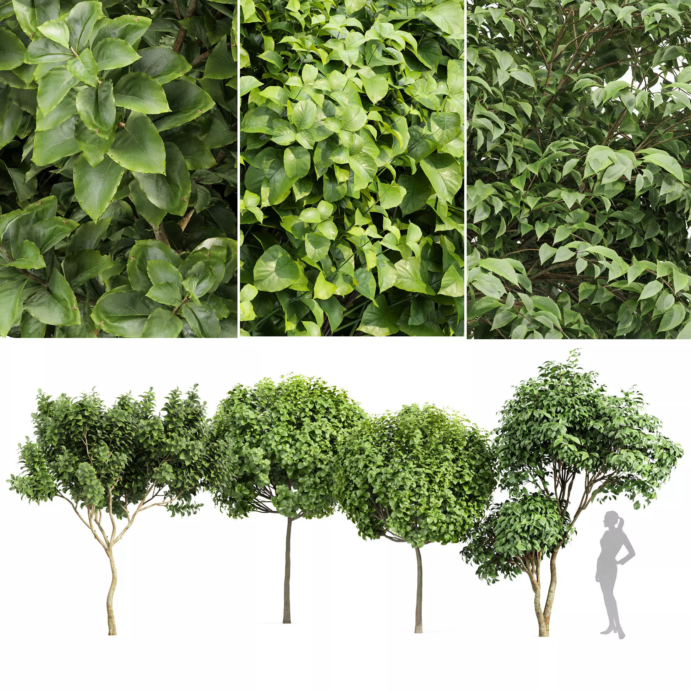 Japanese Cherry Leaf and Joy Perfume Orange Michelia tree 3D model_0