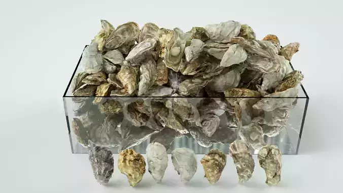 Oysters set Mediterranean Versailles Eastern Atlantic American  3D model