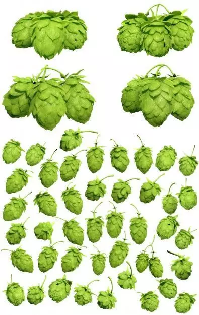 Hops 3d Models Package High Poly Photorealistic  3D model_0